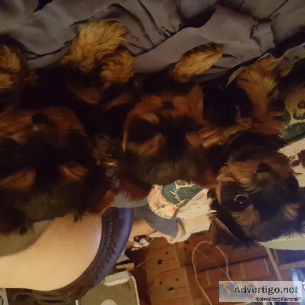 Registered Yorkies