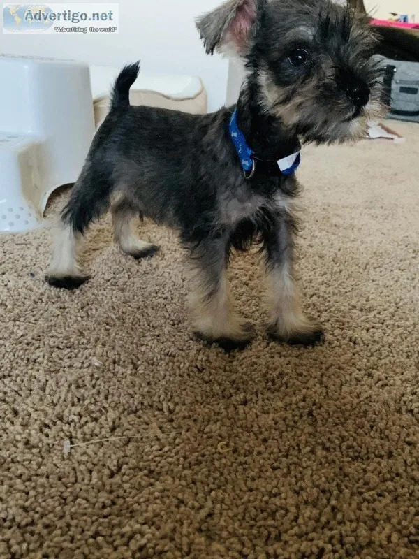 Miniature Schnauzer