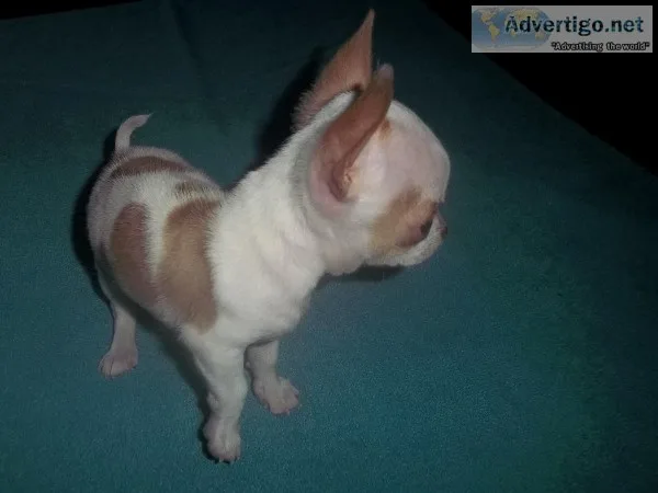 Tiny Apple Head Chihuahua Male