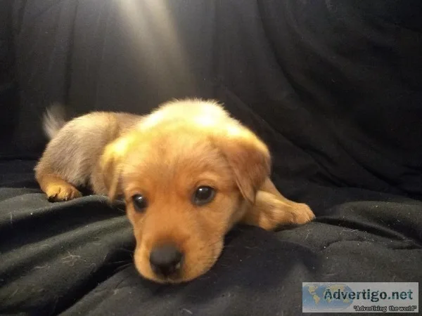 German Shepard chow  lab mix