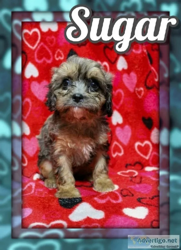 Sugar Female Cavapoo