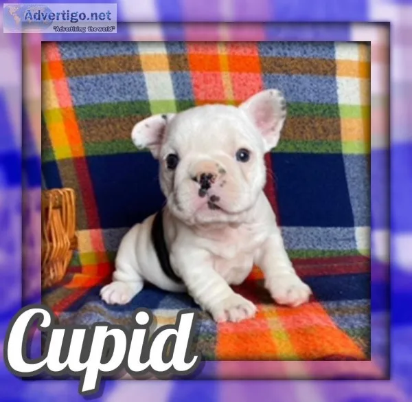 Cupid Male French Bulldog