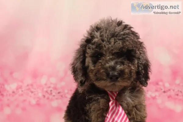 Maxwell AKC Mini Poodle