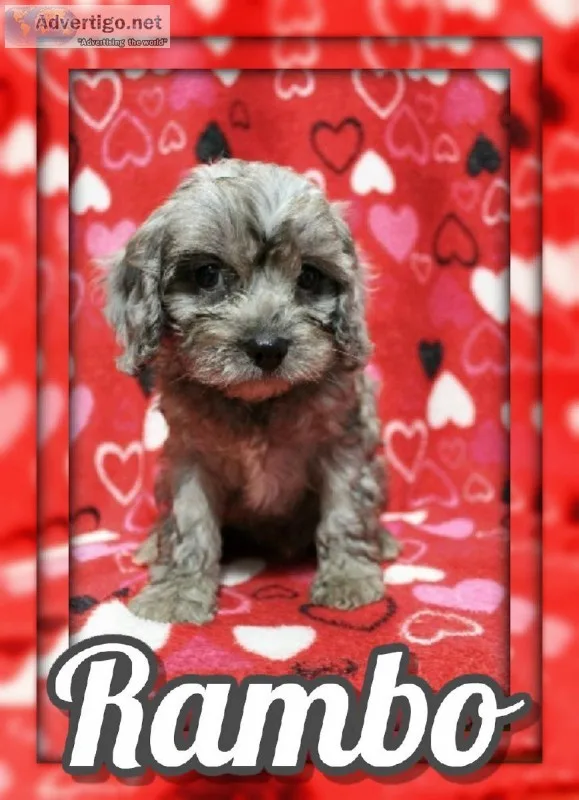 Rambo Male Cavapoo