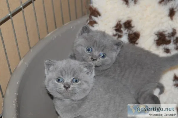 Pedigrees Blue British Shorthair  CatsKittens450