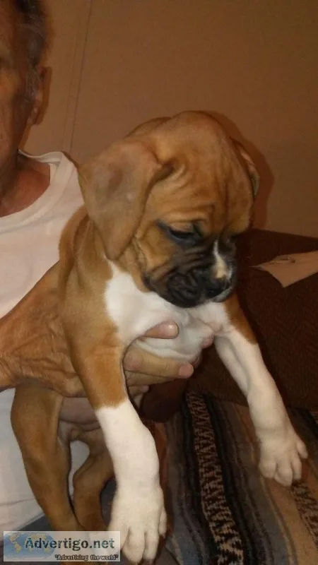boxer puppy