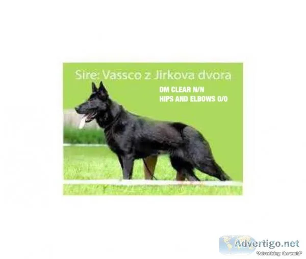 Czech working line German Shepherd puppies