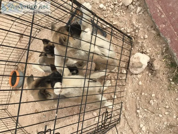 3 Akita puppies