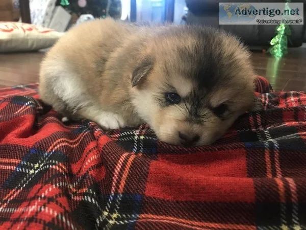 Mini pomsky