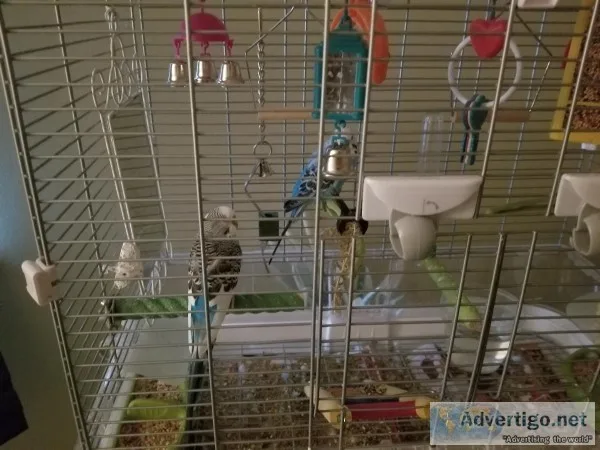 Parakeet - Free