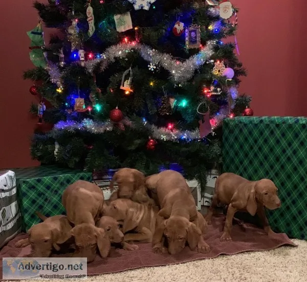 Vizsla puppies