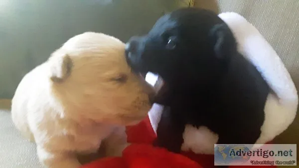 Scottish Terrier AKC puppies