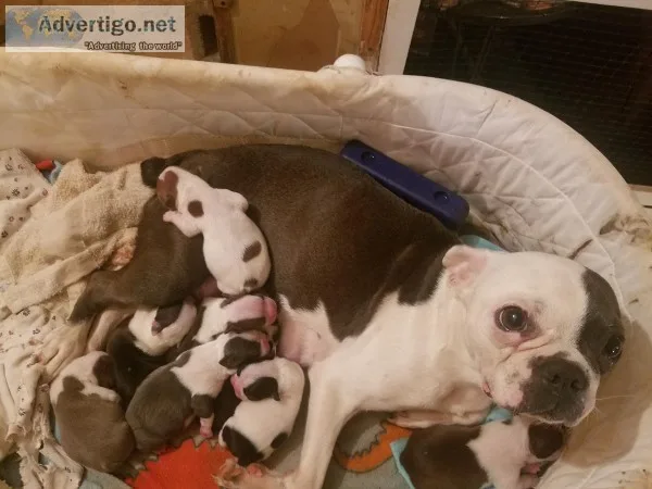 Beautiful  Boston terriers