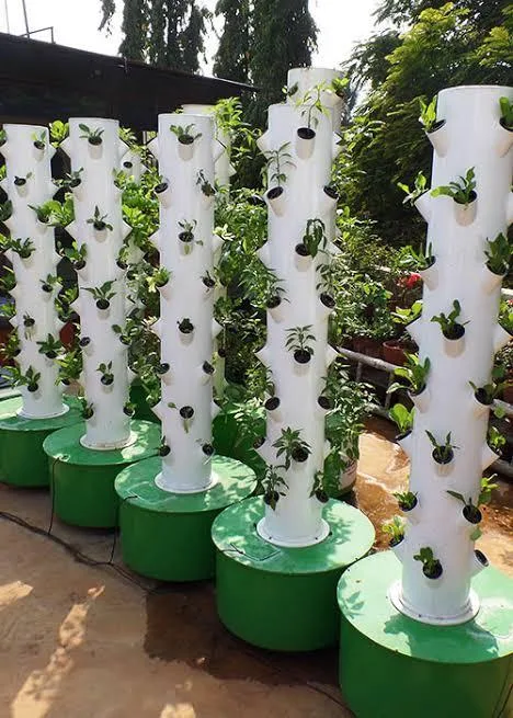 Turmeric Vertical Farming