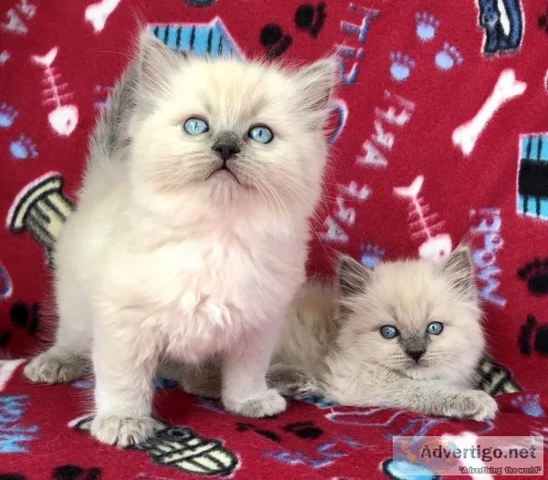 Valentine Male Siamese cats active