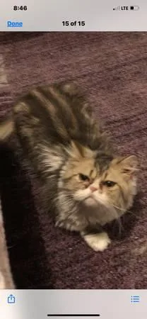 Persian male cat