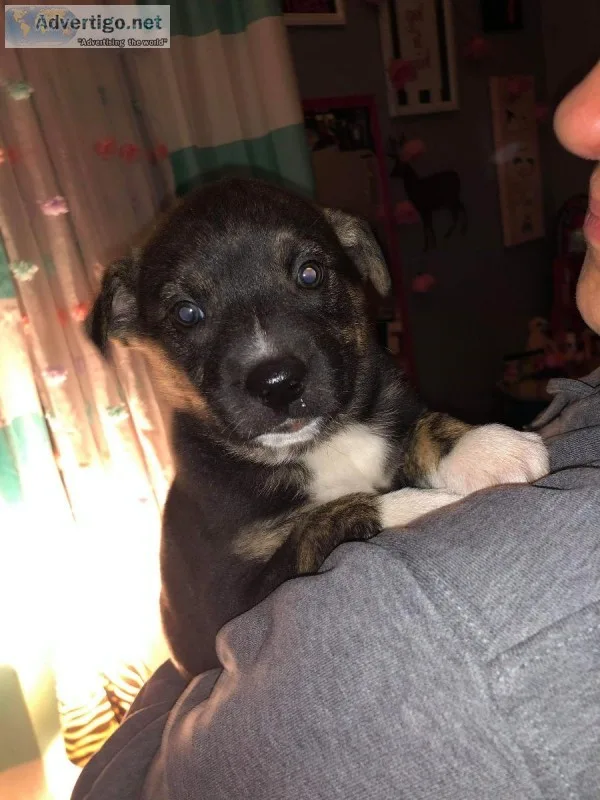 Half Dutch Half Australian Shepherd Puppies