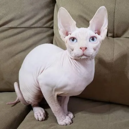 Sphynx pinkwhite kitten with blue eyes