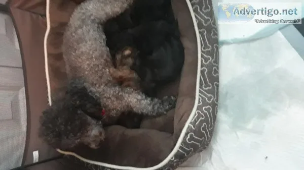 Adorable Yorkie-poos puppies