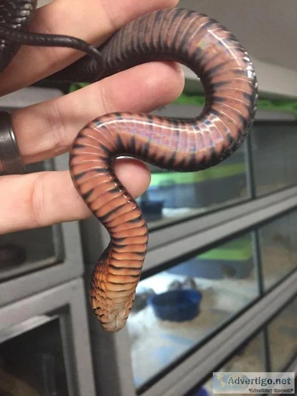 Eastern Indigo snakes for sale