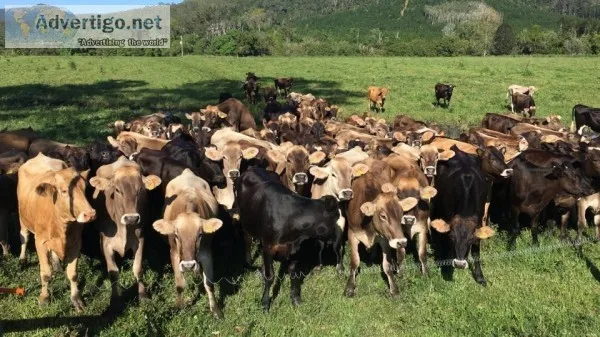 Brown Swiss (Braunvieh) Open Heifers and Bred Cows