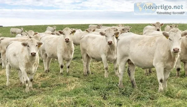 Bred Charolais Cows and Open heifers
