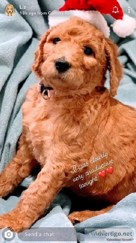 Goldendoodles