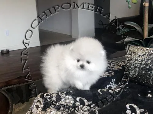AKC White Male Pomeranian