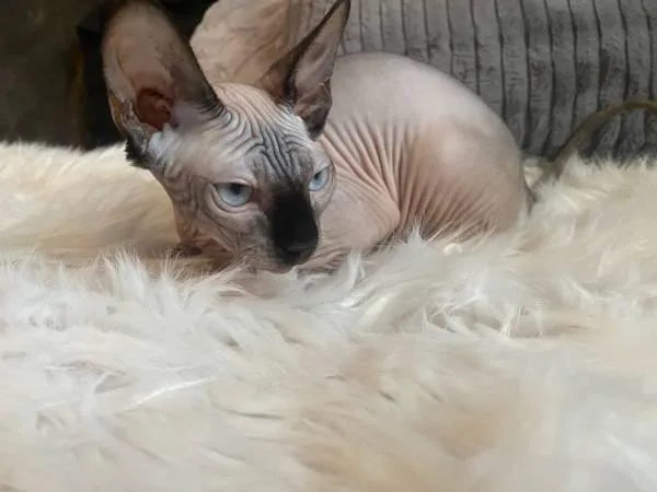 Kitten hairless cat Sphynx
