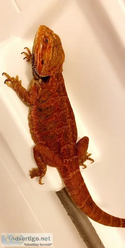 Bearded Dragons