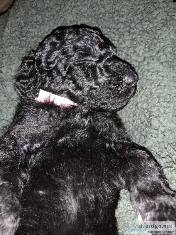 Double Doodle Puppies