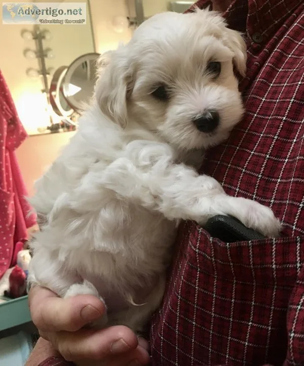 Two purebred Maltese male puppies