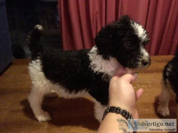 Standard poodle puppies