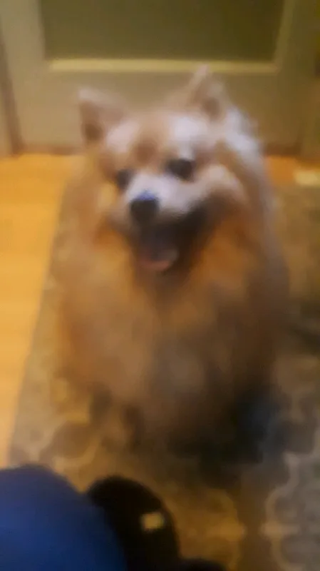standard size Pomeranian