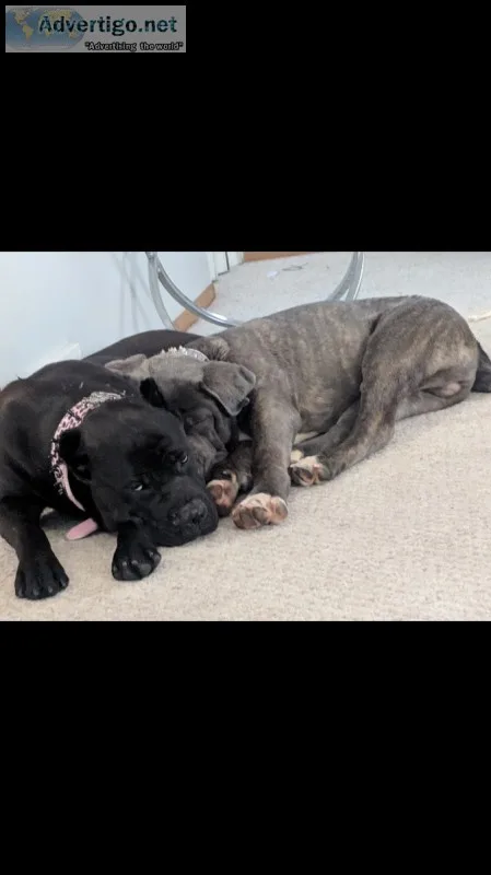 Cane corsos