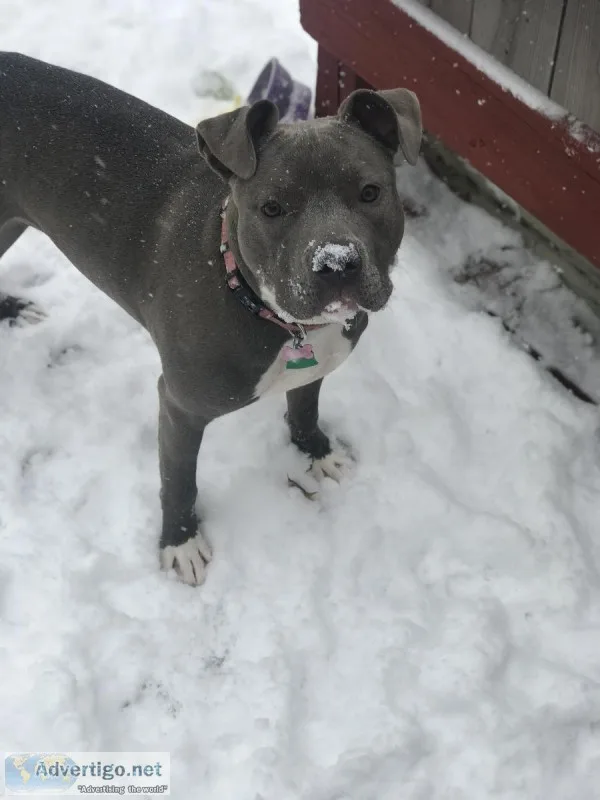 American Bully