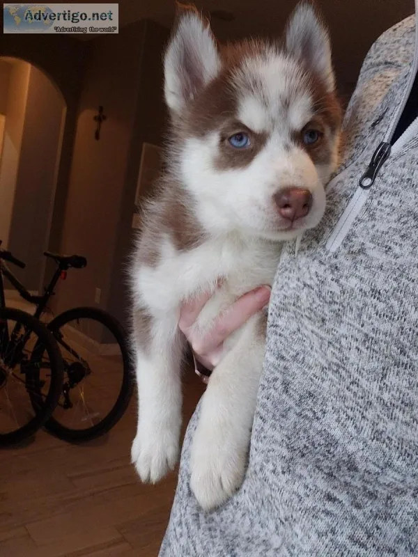 Siberian Husky puppies