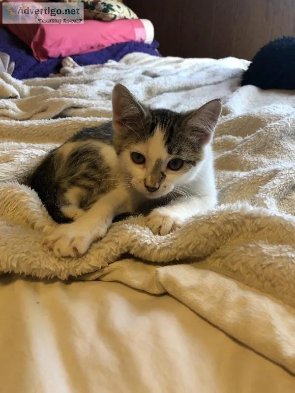 Kitten
