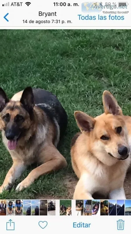 Puppy German shepherd