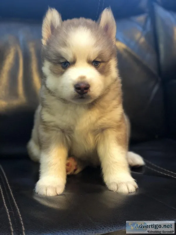 Siberian Huskies