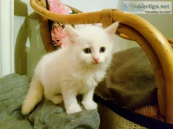 Ragdoll doll kittens for sale