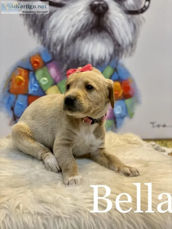 LabPoodles For sale READY BEFORE CHRISTMAS