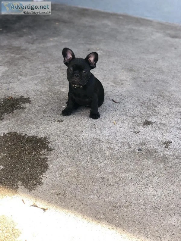 Male French Bulldog Pup
