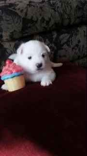 Miniature American Eskimo
