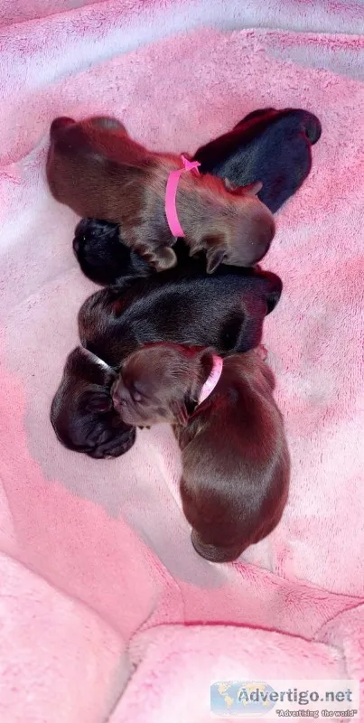 Shih tzu (liver) Puppies for sale