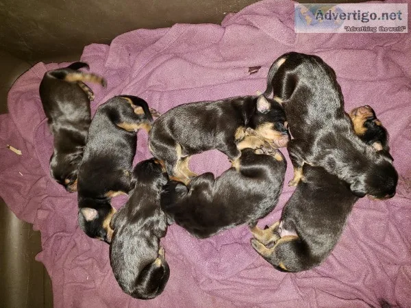 Doberman pinscher puppys
