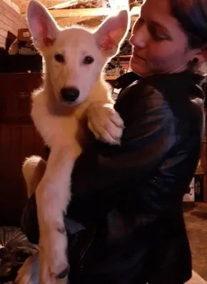 White GSD s