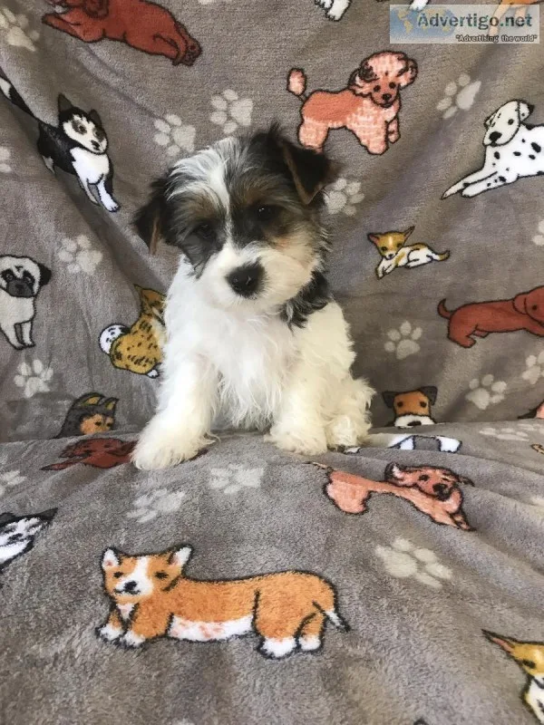 Male Yorkie Puppy