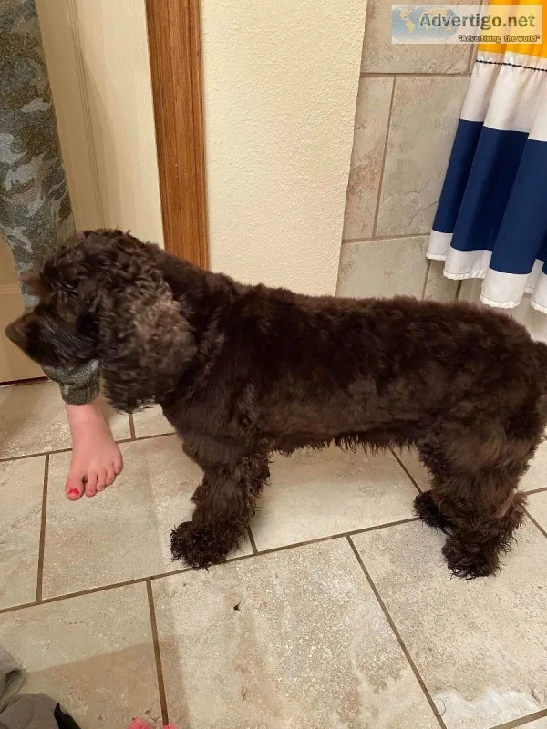 Chocolate cocker Spaniel