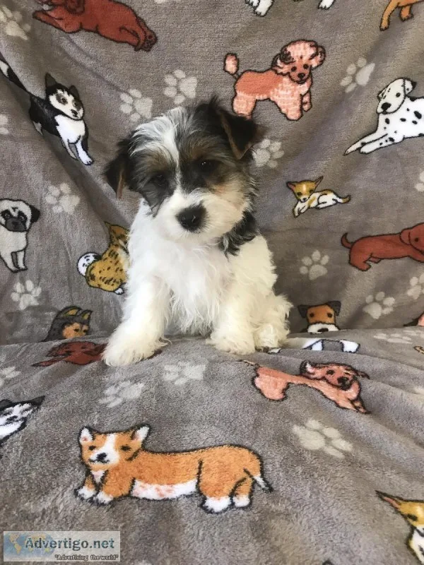 Male Yorkie Puppy